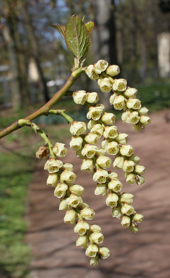 Image of Stachyurus praecox specimen.