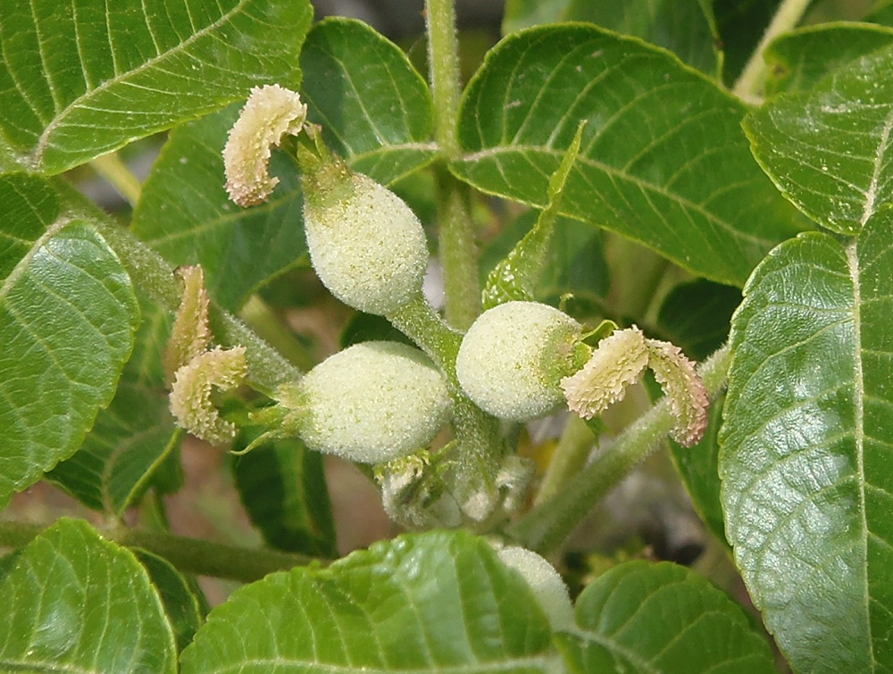 Image of Juglans nigra specimen.