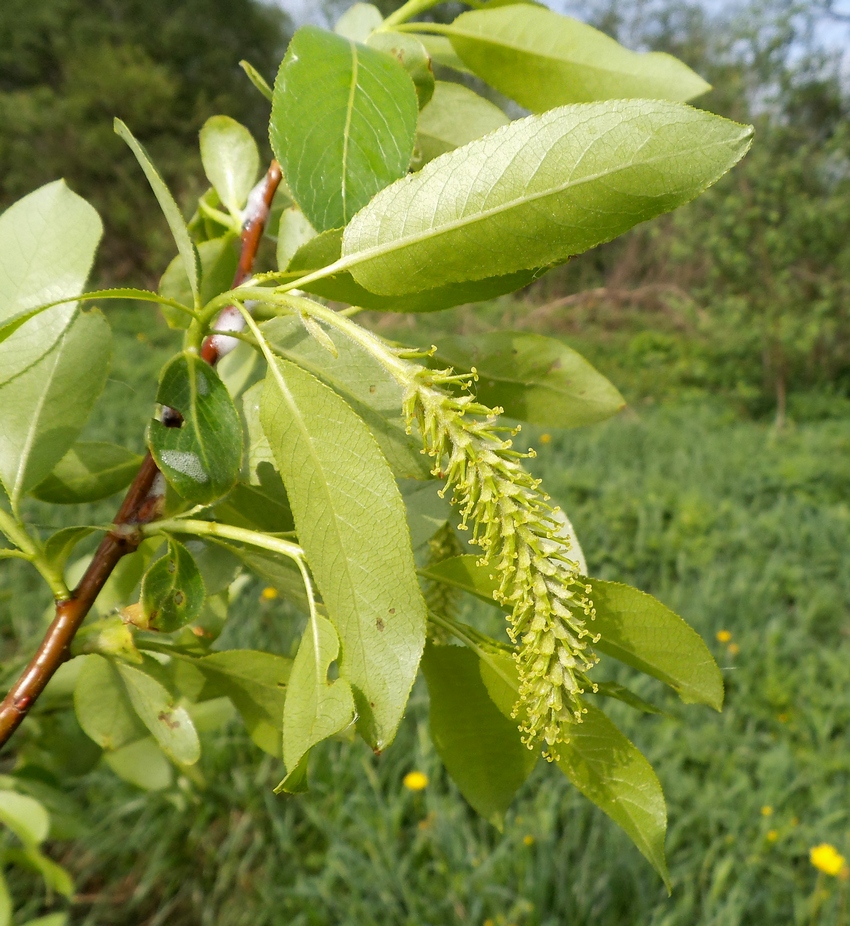 Image of Salix pentandra specimen.