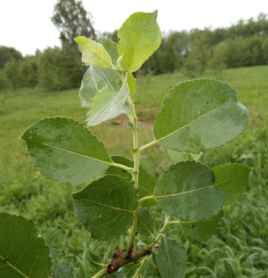 Image of Salix × tetrapla specimen.
