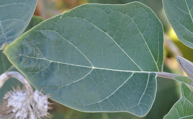 Image of Datura wrightii specimen.