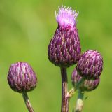 Cirsium setosum. Соцветия. Ростовская обл., Неклиновский р-н, Носовское с/п, балка Камышовая. 10.06.2013.