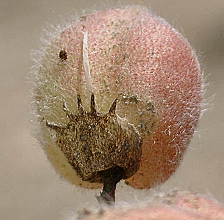 Image of Astragalus biebersteinii specimen.