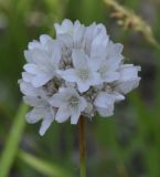 Armeria sancta