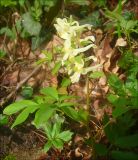 Corydalis marschalliana