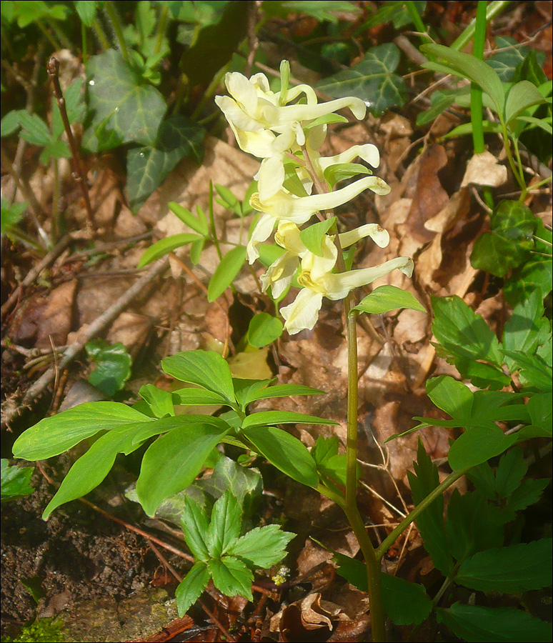 Изображение особи Corydalis marschalliana.