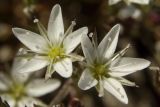 Minuartia adenotricha