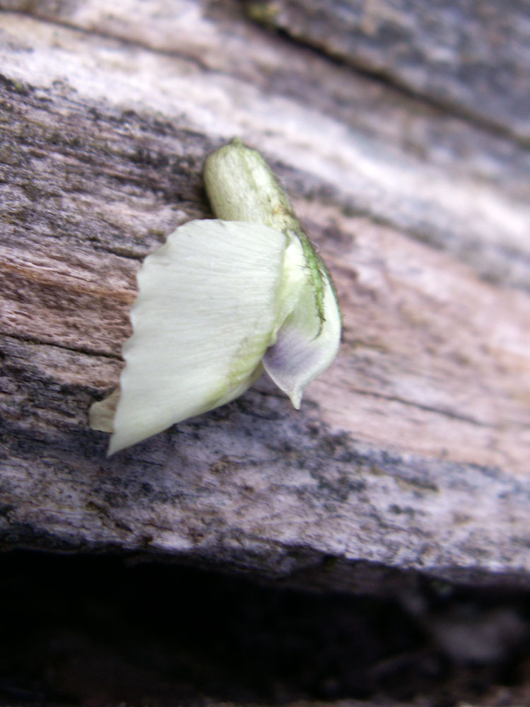 Изображение особи Oxytropis ochroleuca.