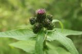 Cirsium helenioides