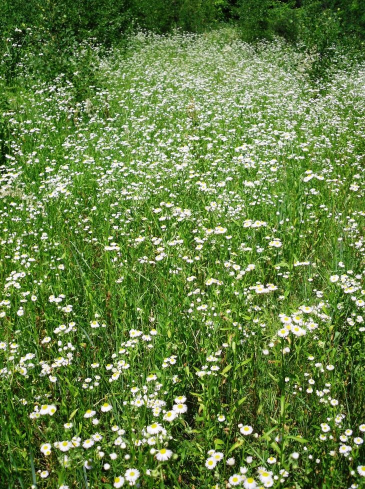 Изображение особи Erigeron annuus.