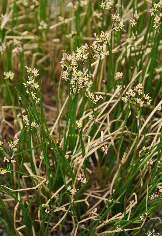 Изображение особи Juncus beringensis.