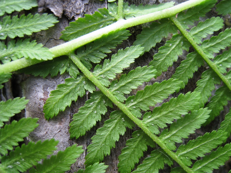 Изображение особи Athyrium filix-femina.