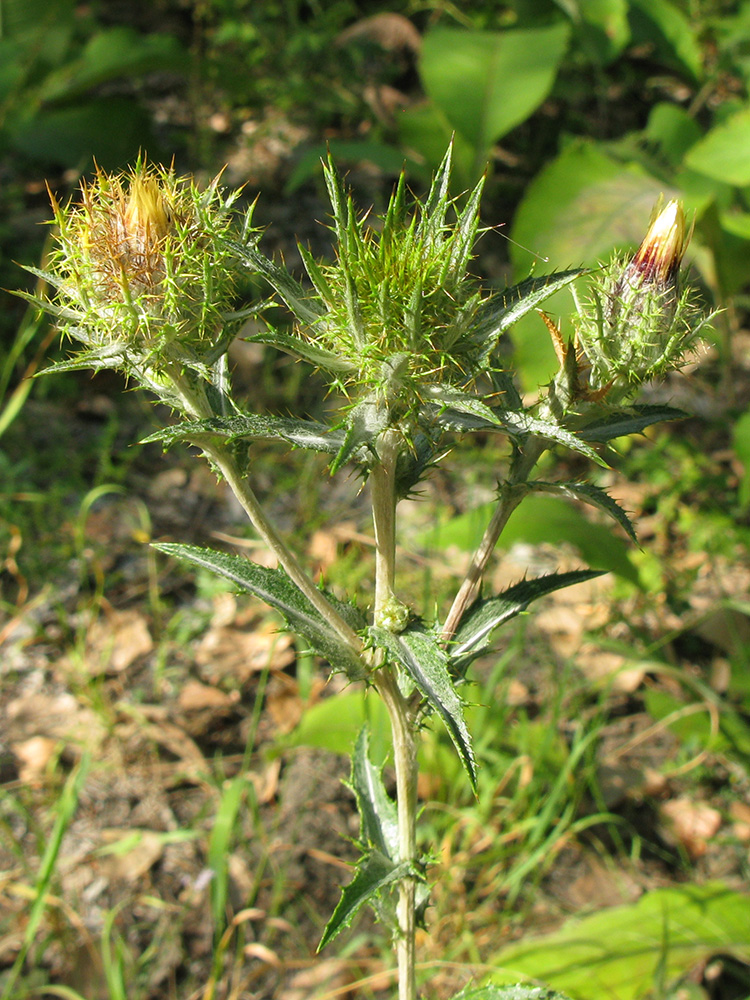 Изображение особи Carlina biebersteinii.