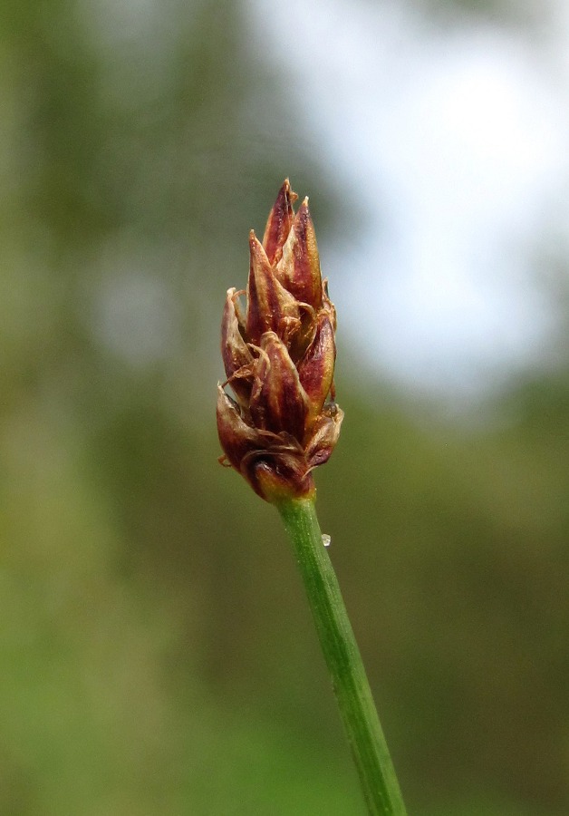 Image of Eleocharis uniglumis specimen.