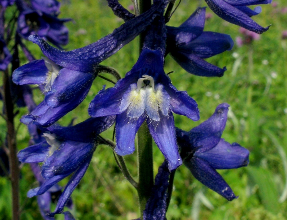 Изображение особи род Delphinium.