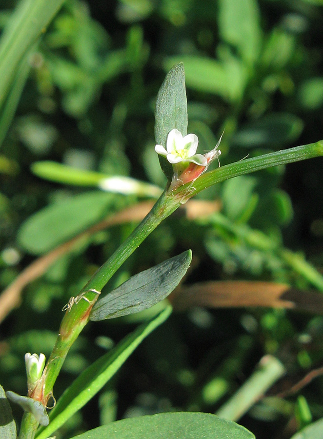 Image of Polygonum aviculare specimen.