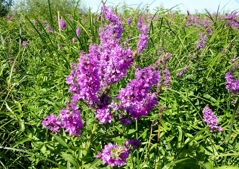 Image of Lythrum salicaria specimen.