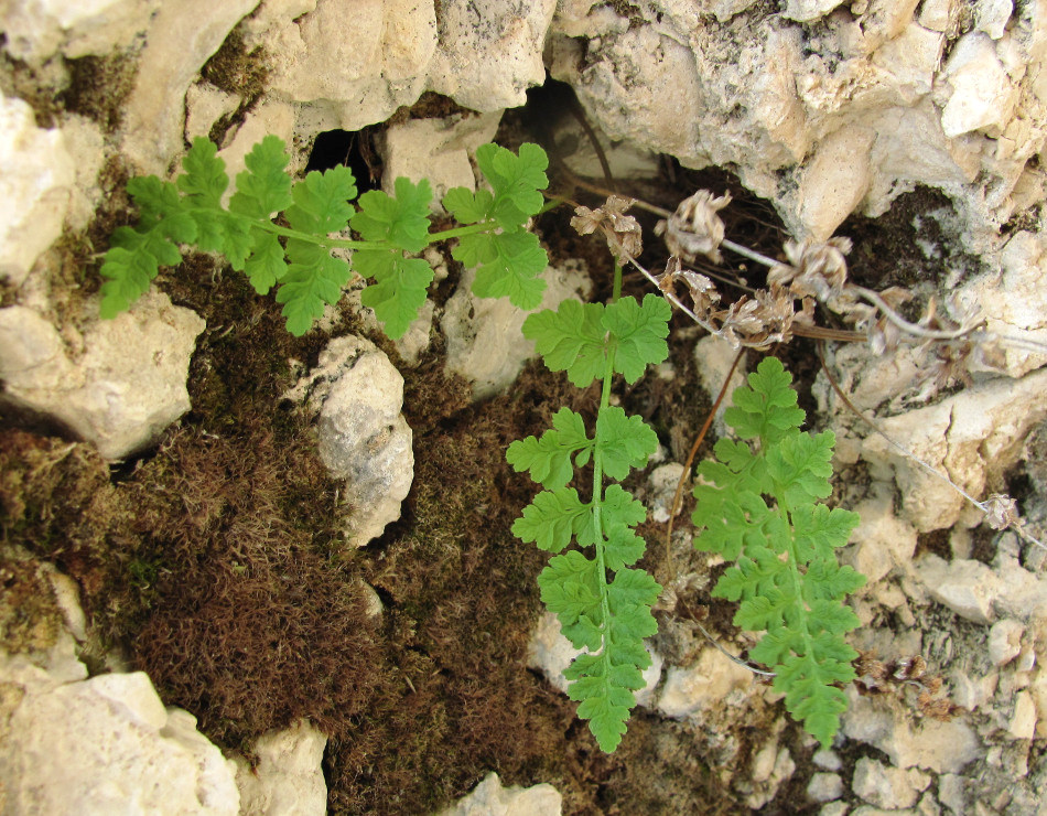 Изображение особи род Cystopteris.