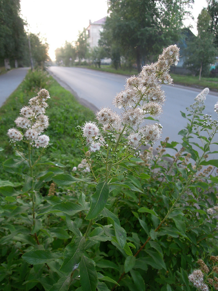 Image of Spiraea alba specimen.