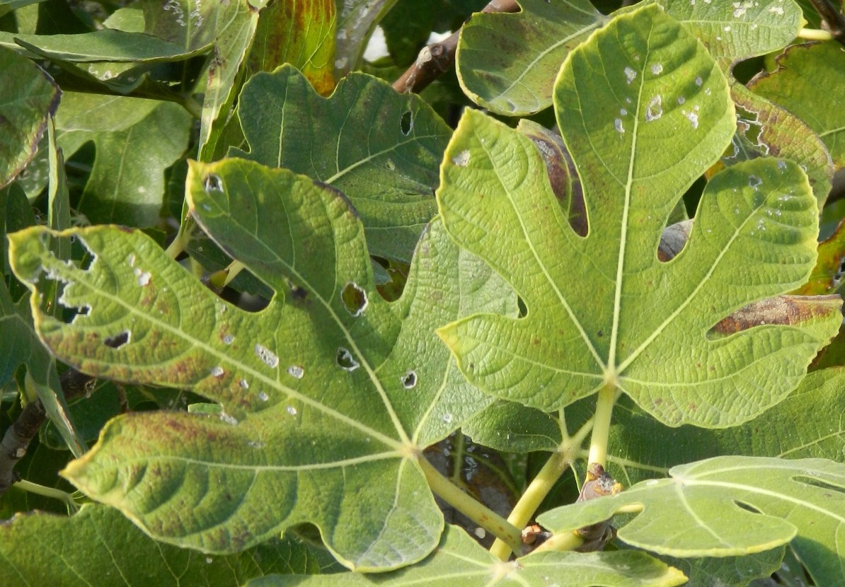 Image of Ficus carica specimen.