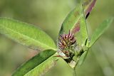 Trifolium montanum