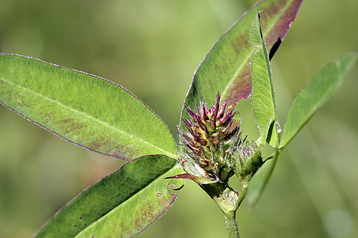 Image of Trifolium montanum specimen.