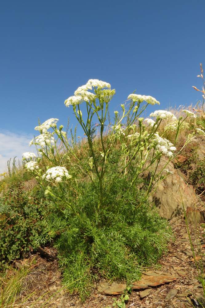 Изображение особи Kitagawia baicalensis.