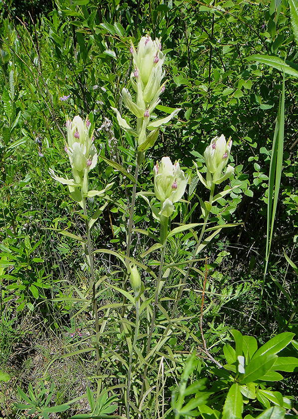 Изображение особи Castilleja pallida.