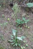 Rumex