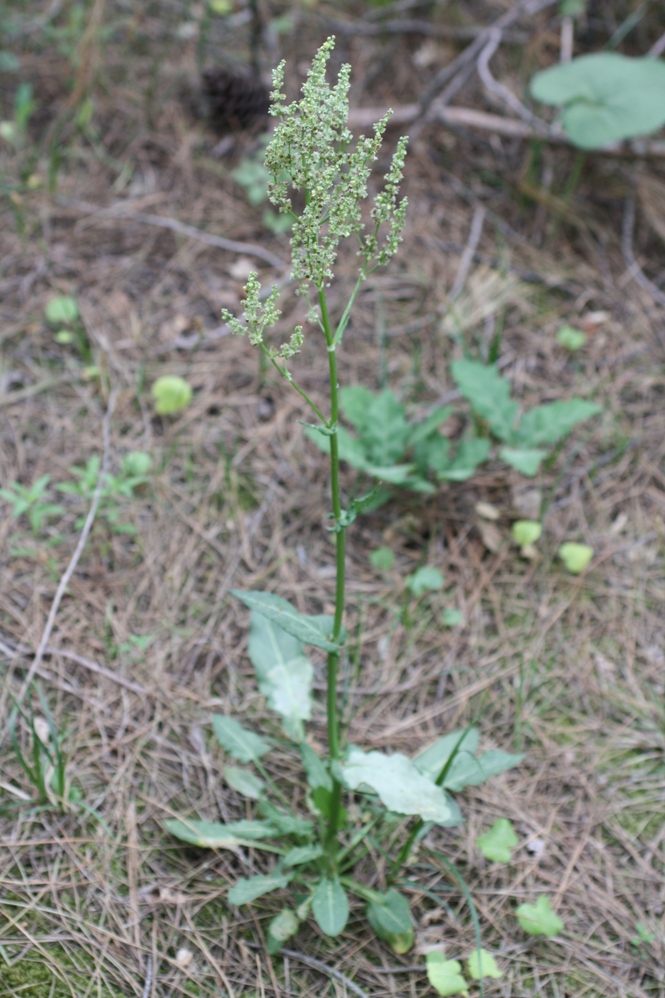 Изображение особи род Rumex.