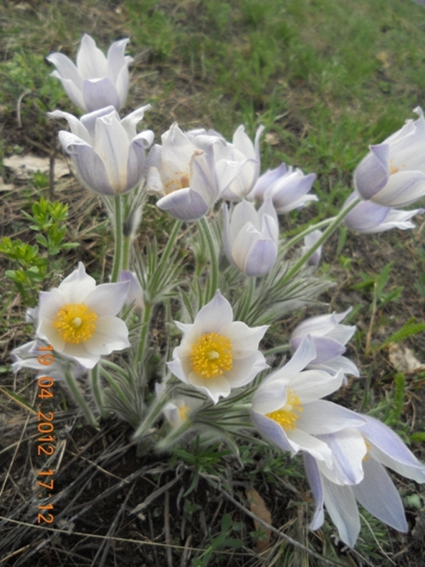 Image of Pulsatilla multifida specimen.