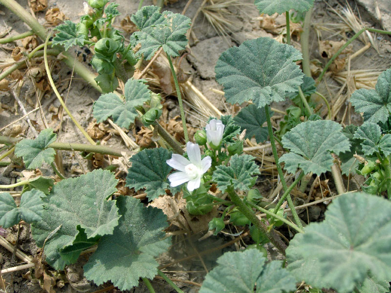 Image of Malva neglecta specimen.