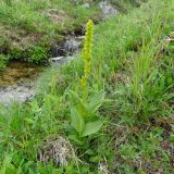 Veratrum oxysepalum. Цветущие растения на берегу ручья. Чукотский автономный округ, Чукотский р-н, окр. села Лорино. 8 июля 2013 г.