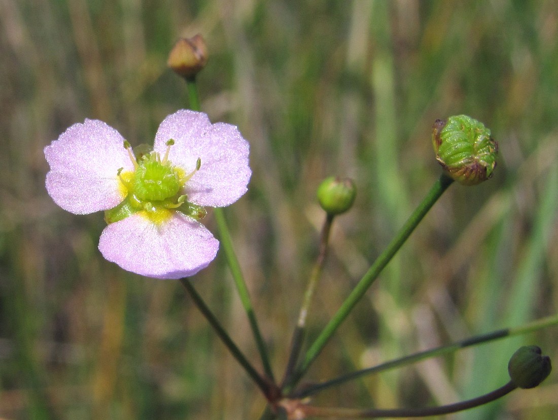 Image of Alisma lanceolatum specimen.