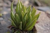 Primula macrophylla