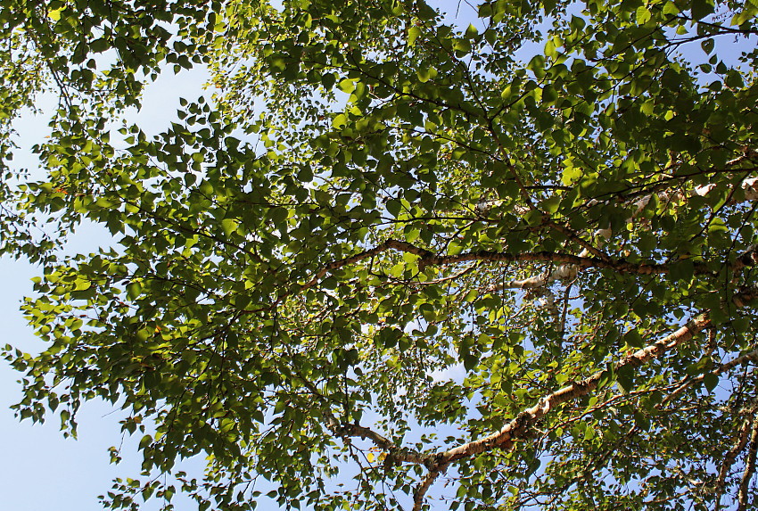 Изображение особи Betula ermanii.