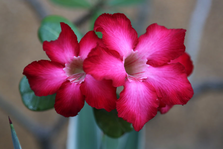 Image of Adenium obesum specimen.