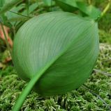 Calla palustris