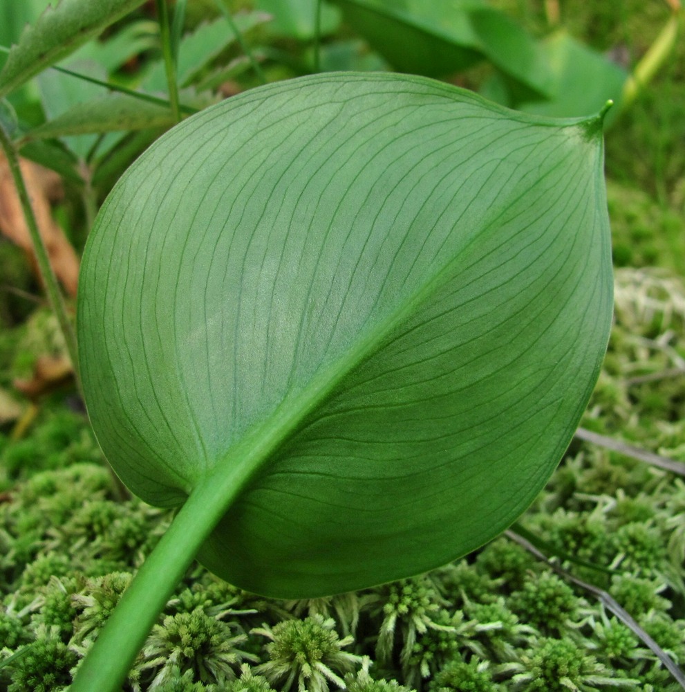 Изображение особи Calla palustris.