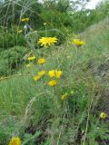 Anthemis tinctoria. Цветущие растения на южном склоне горы. Пермский край, Кунгурский р-н, с. Филипповка, северная часть Кунгурской лесостепи, гора Ледяная, справа от входа в пещеру. 14.06.2013.