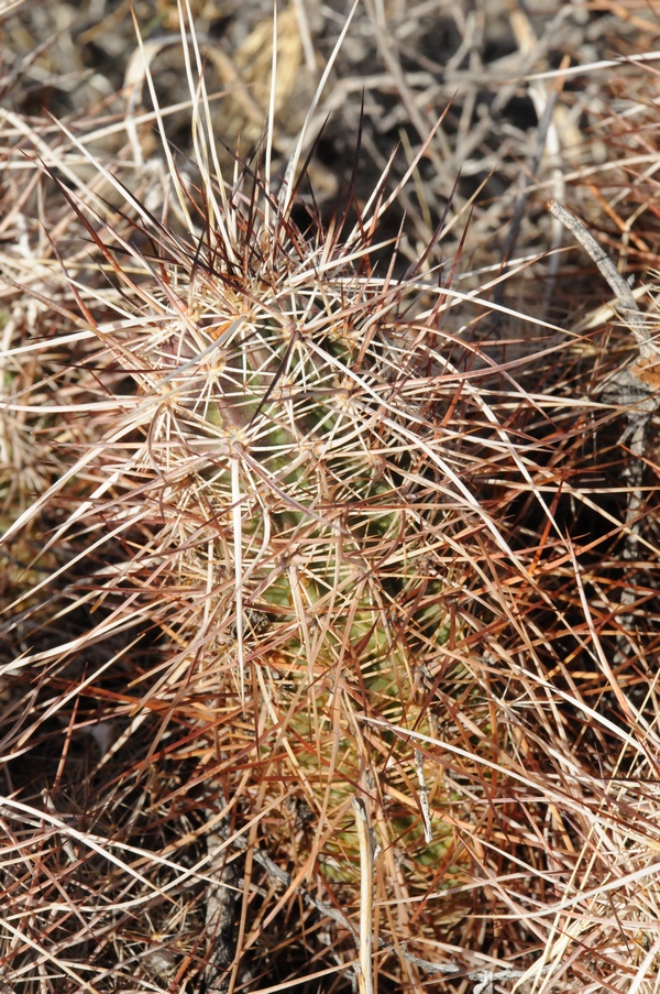 Изображение особи Echinocereus engelmannii.