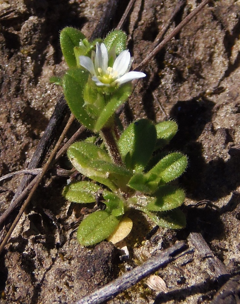 Image of Cerastium semidecandrum specimen.