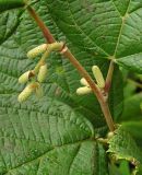 Corylus heterophylla