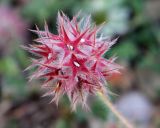 Trifolium stellatum