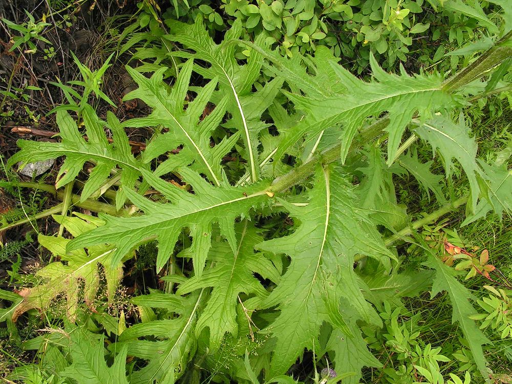 Изображение особи Cirsium schantarense.