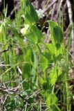 Lathyrus aphaca