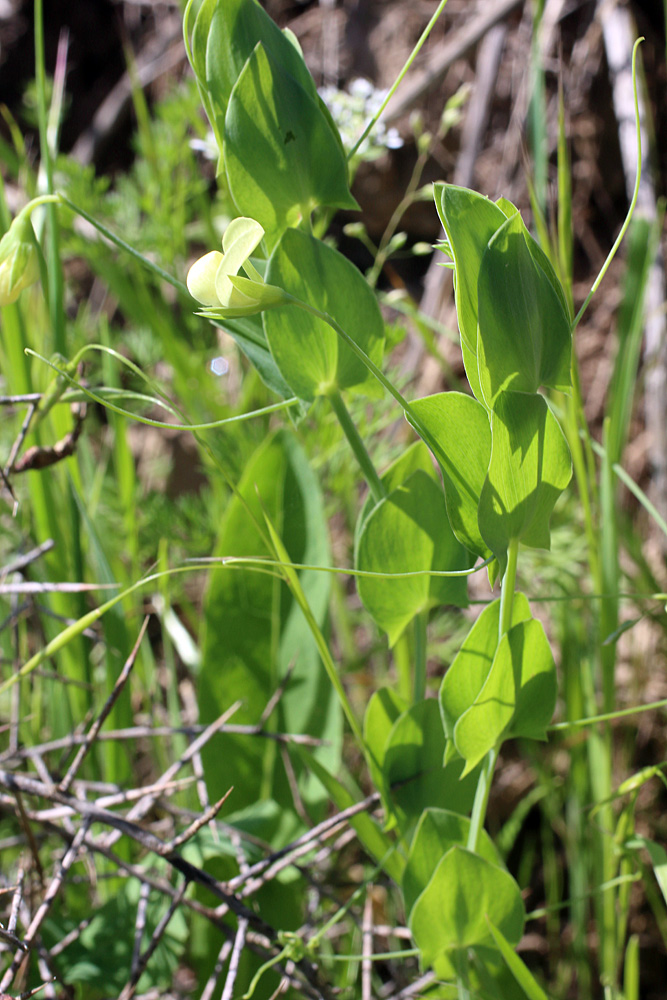 Изображение особи Lathyrus aphaca.