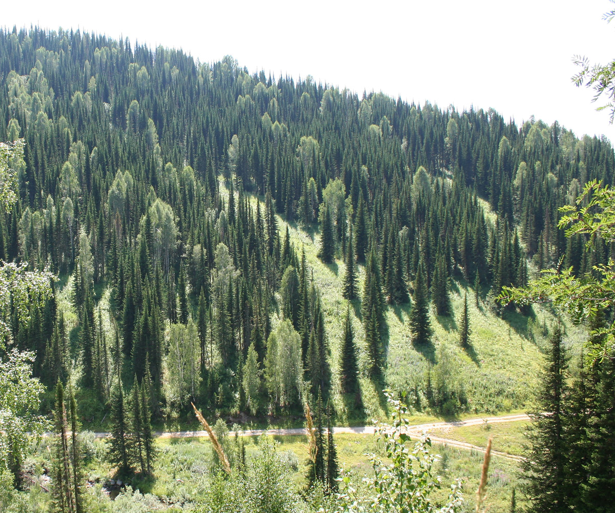 Image of Abies sibirica specimen.