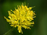 Naumburgia thyrsiflora