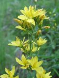 Hypericum hirsutum. Соцветие. Томская обл., окр. г. Томск, пойменный лес. 11.07.2009.